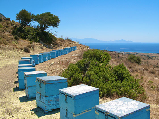 Million dollar view for the greek bees